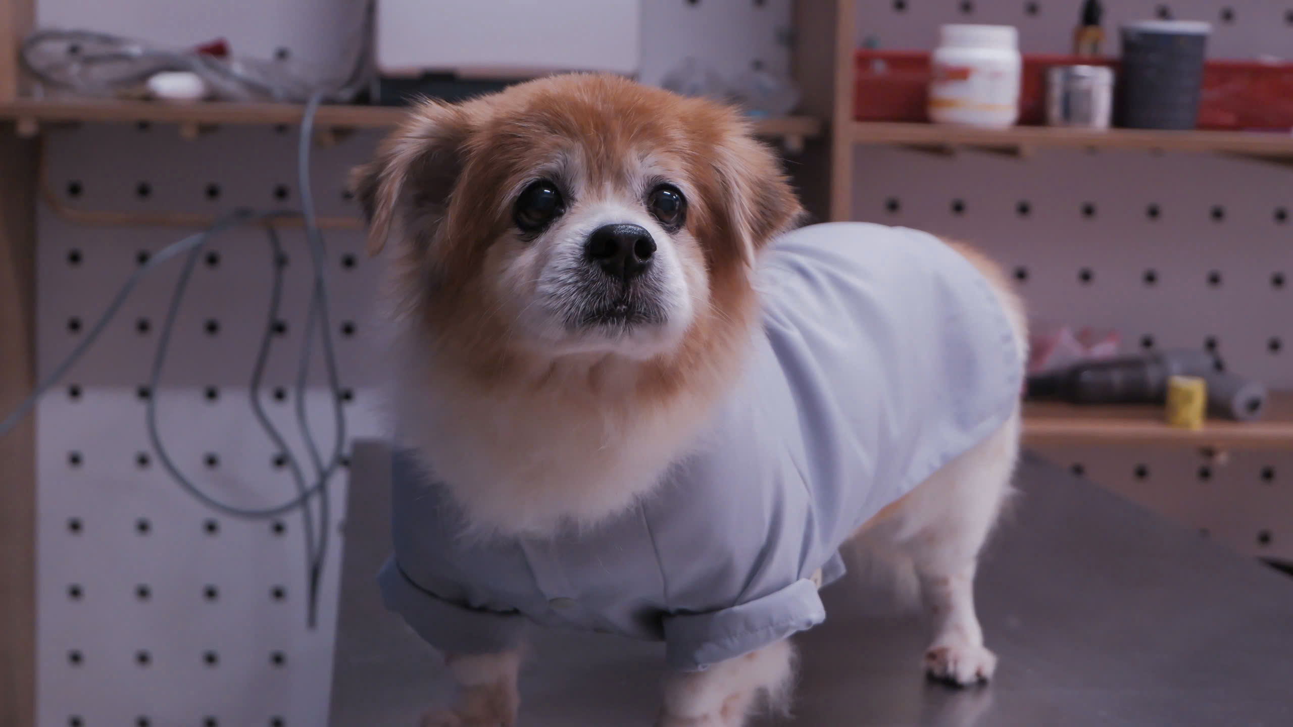 Lịch Tiêm Phòng Cho Chó Con Chuẩn Y Khoa Mới Nhất C.Well