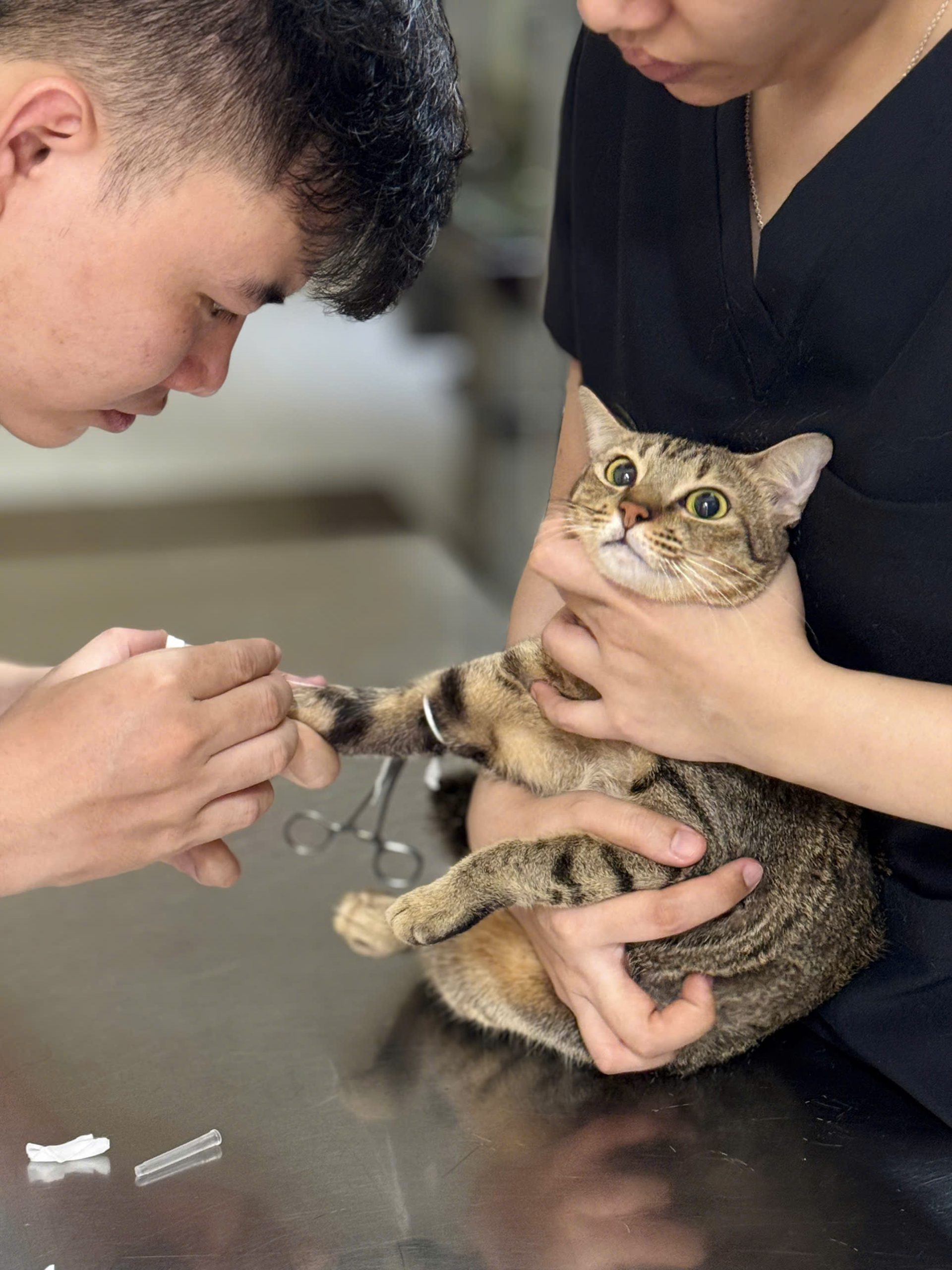 lịch tiêm phòng cho mèo